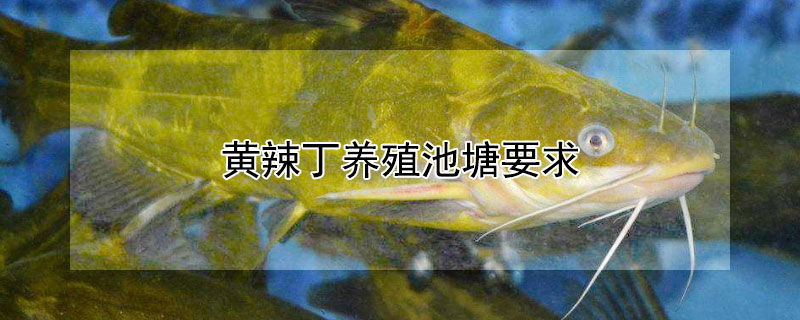 黃辣丁養(yǎng)殖池塘要求