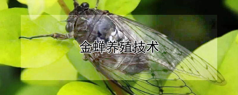 金蟬養(yǎng)殖技術