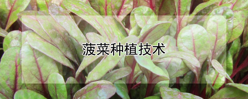 菠菜種植技術(shù)