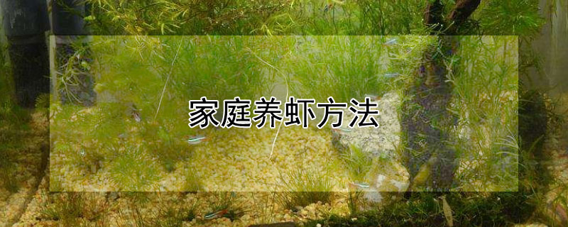 家庭養(yǎng)蝦方法