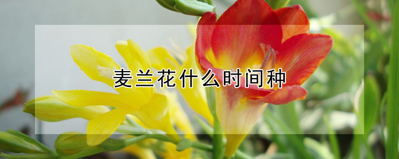 麥蘭花什么時(shí)間種