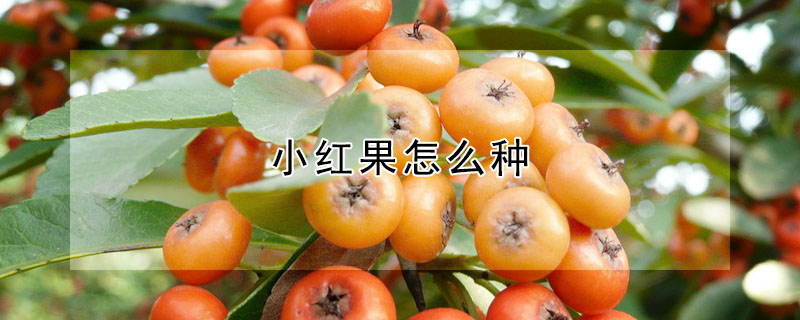 小紅果怎么種