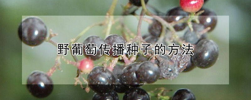 野葡萄傳播種子的方法