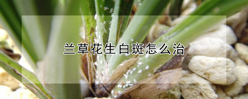 蘭草花生白斑怎么治