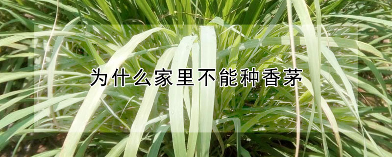 為什么家里不能種香茅