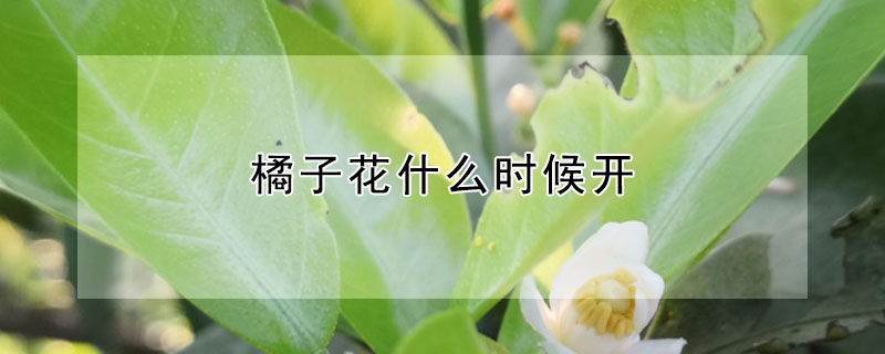 橘子花什么時候開