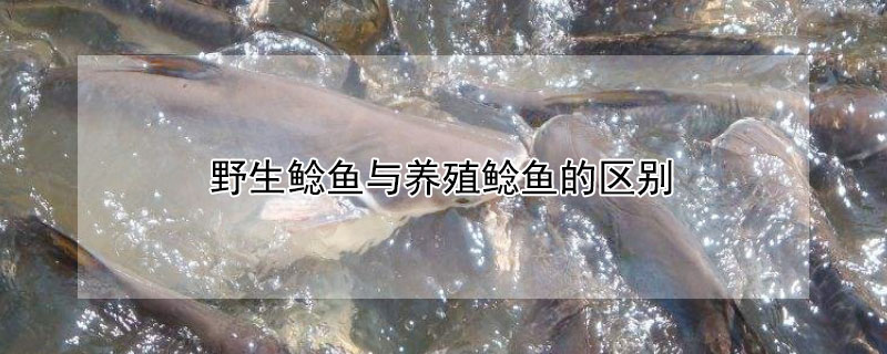 野生鯰魚與養殖鯰魚的區別