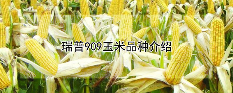 瑞普909玉米品種介紹