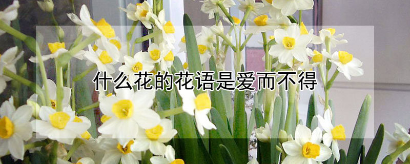 什么花的花語是愛而不得