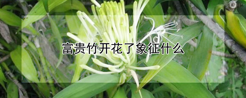 富貴竹開花了象征什么