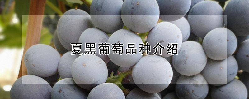 夏黑葡萄品種介紹