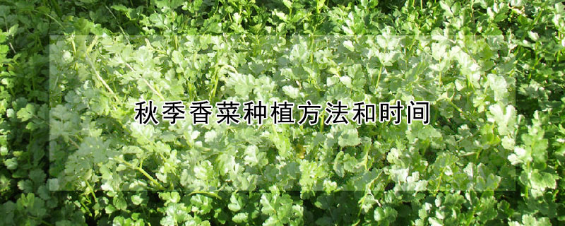 秋季香菜種植方法和時間