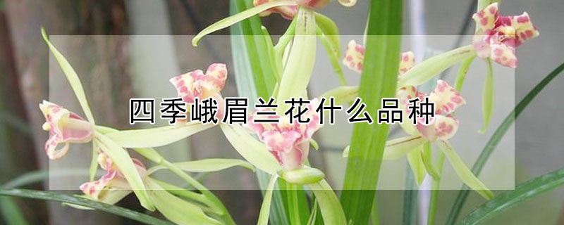 四季峨眉蘭花什么品種