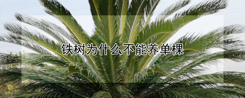 鐵樹為什么不能養(yǎng)單棵