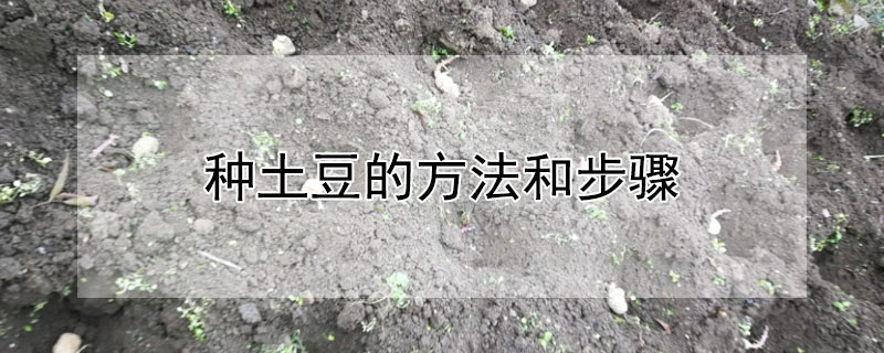 種土豆的方法和步驟