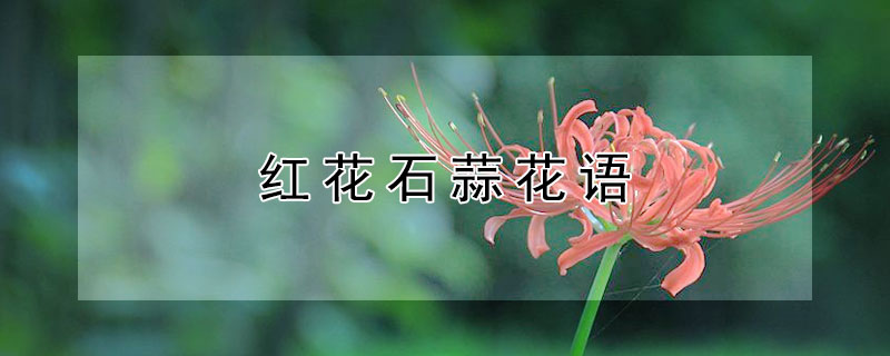 紅花石蒜花語