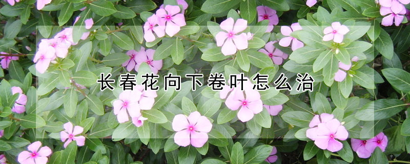 長春花向下卷葉怎么治