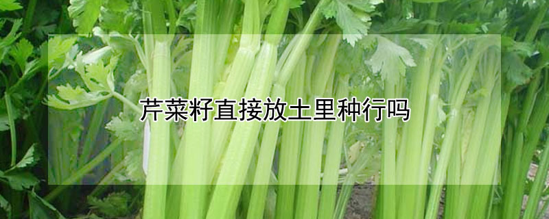 芹菜籽直接放土里種行嗎