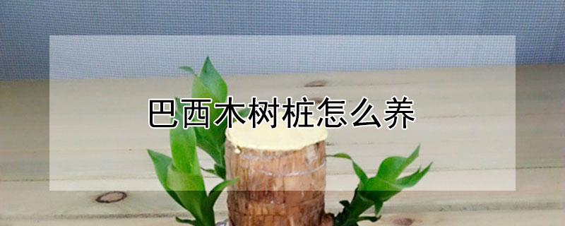 巴西木樹樁怎么養(yǎng)