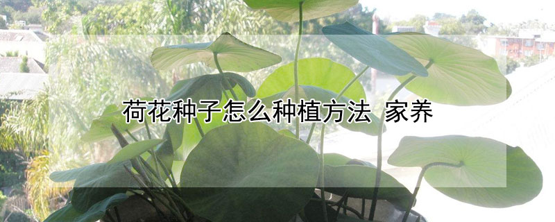 荷花種子怎么種植方法 家養(yǎng)