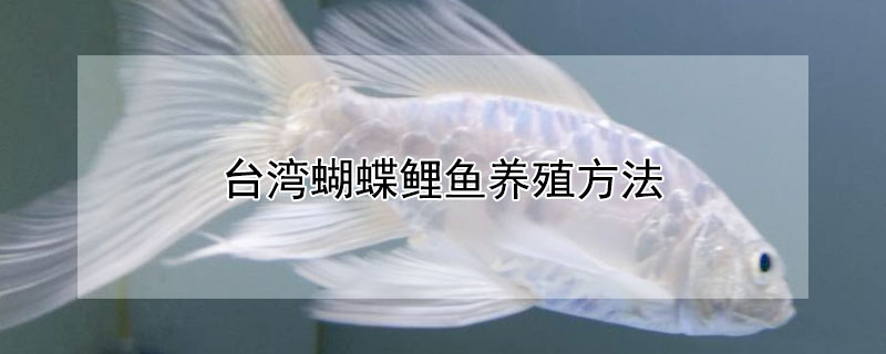 臺(tái)灣蝴蝶鯉魚養(yǎng)殖方法