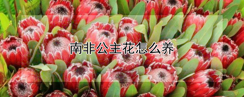 南非公主花怎么養(yǎng)