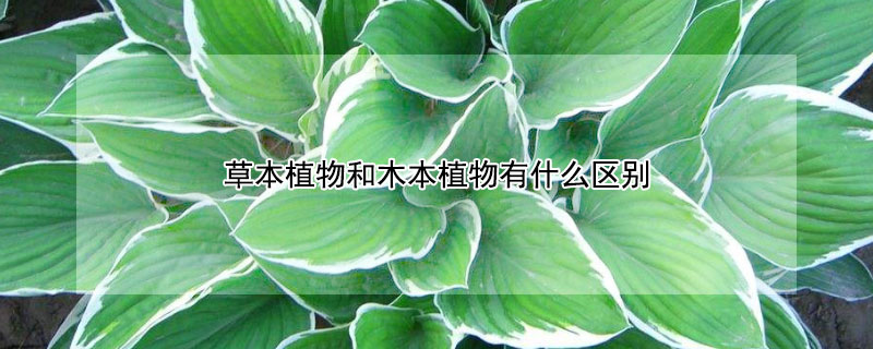 草本植物和木本植物有什么區別