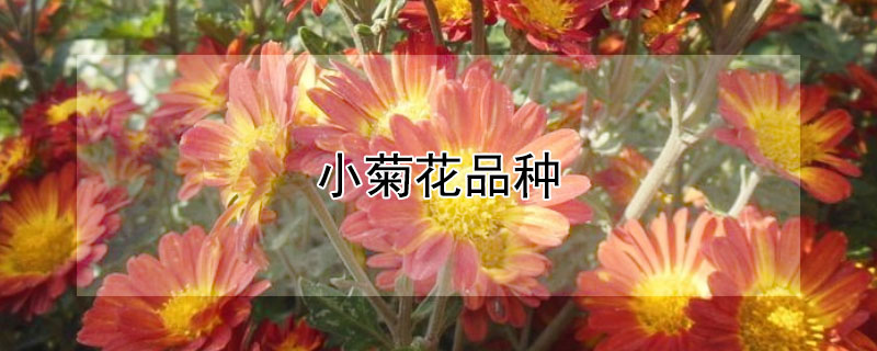 小菊花品種