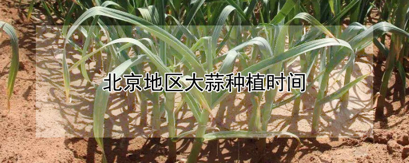 北京地區(qū)大蒜種植時(shí)間