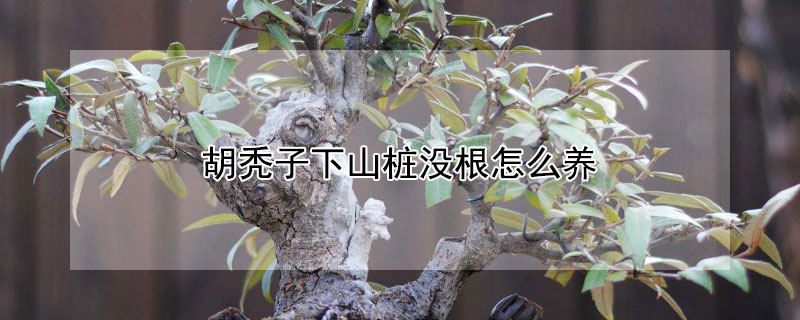 胡禿子下山樁沒根怎么養(yǎng)