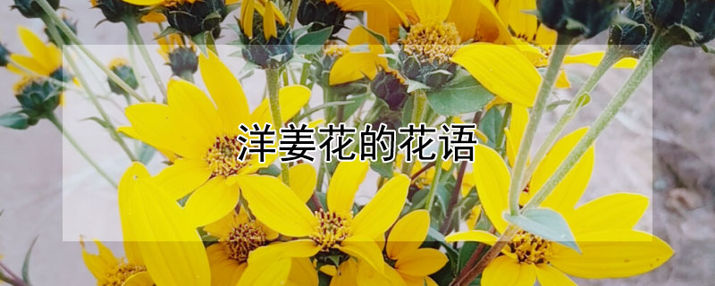 洋姜花的花語(yǔ)