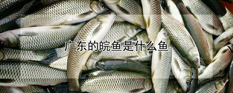 廣東的皖魚是什么魚