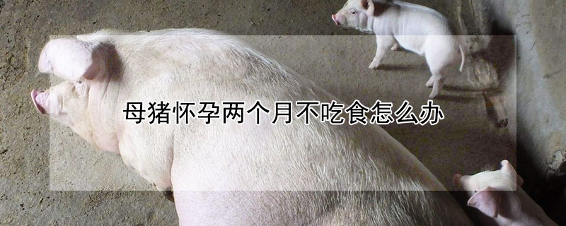 母豬懷孕兩個月不吃食怎么辦