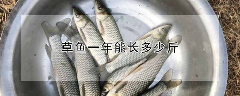 草魚一年能長(zhǎng)多少斤