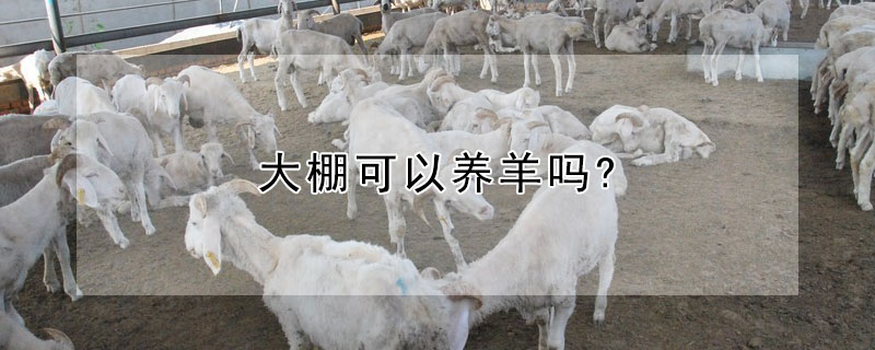 大棚可以養(yǎng)羊嗎?