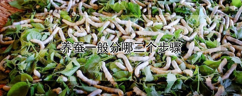 養(yǎng)蠶一般分哪三個(gè)步驟