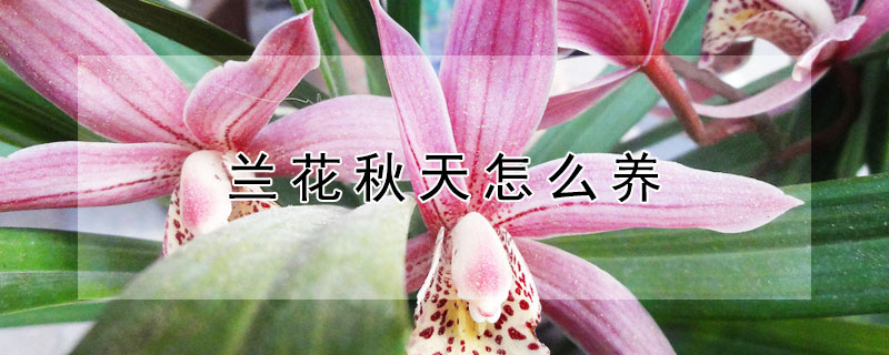 蘭花秋天怎么養(yǎng)