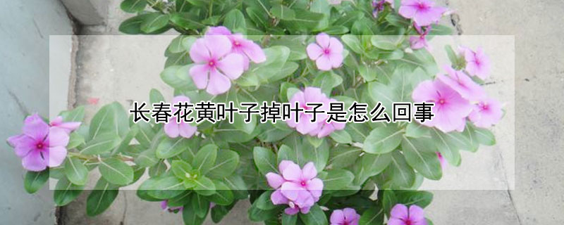 長春花黃葉子掉葉子是怎么回事