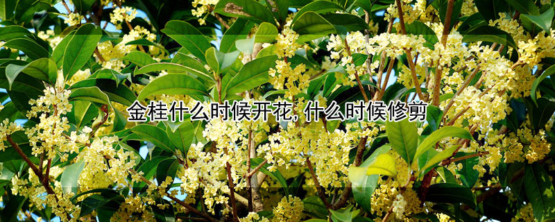 金桂什么時(shí)候開(kāi)花,什么時(shí)候修剪