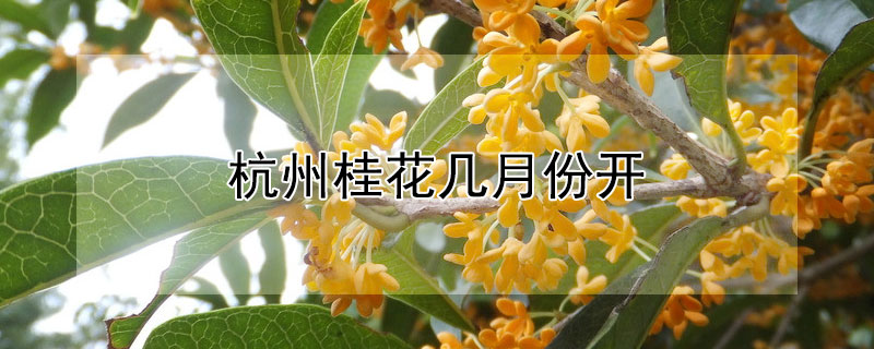 杭州桂花幾月份開