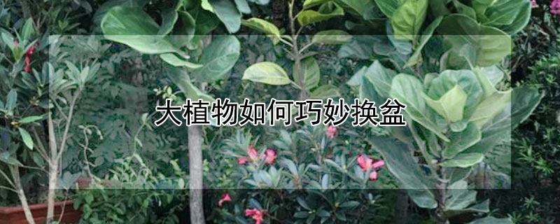 大植物如何巧妙換盆