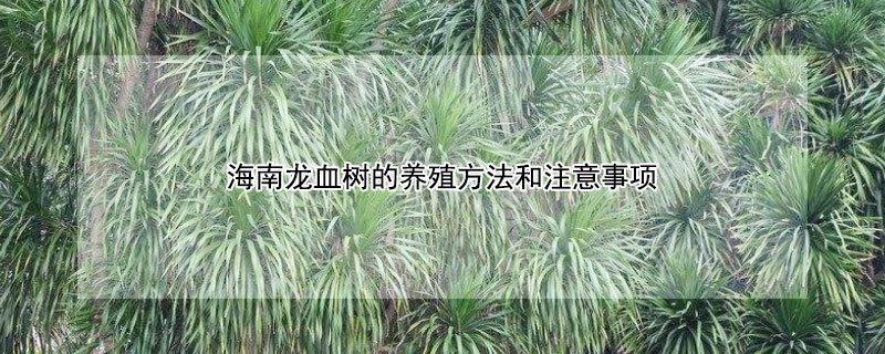 海南龍血樹的養(yǎng)殖方法和注意事項