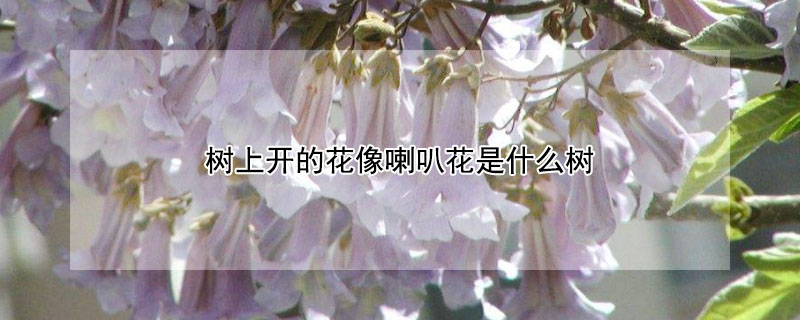 樹上開的花像喇叭花是什么樹