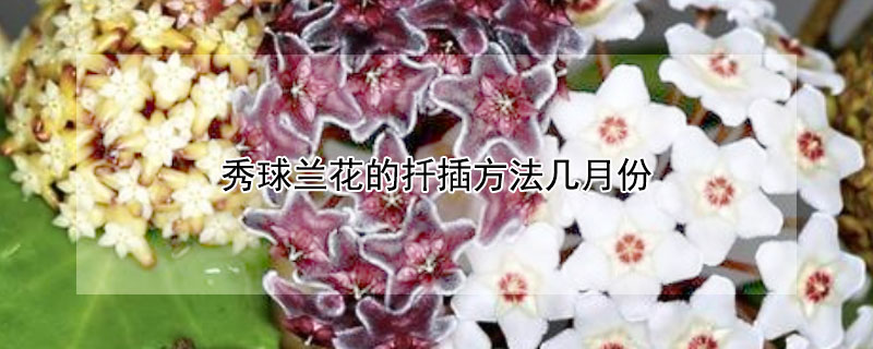 秀球蘭花的扦插方法幾月份