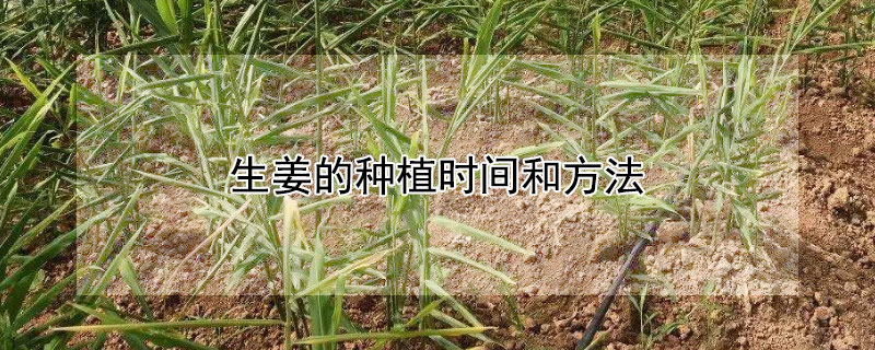 生姜的種植時間和方法