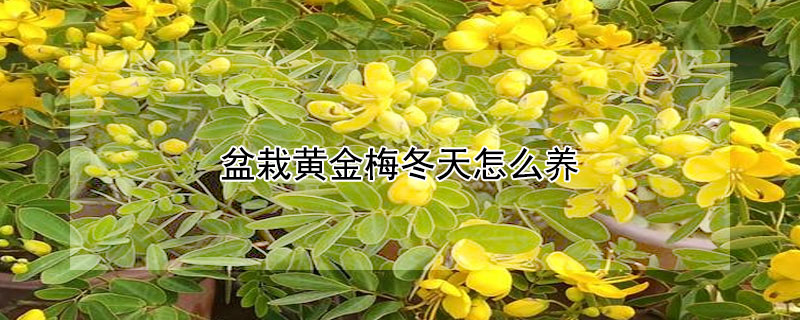 盆栽黃金梅冬天怎么養(yǎng)