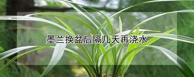 墨蘭換盆后隔幾天再澆水