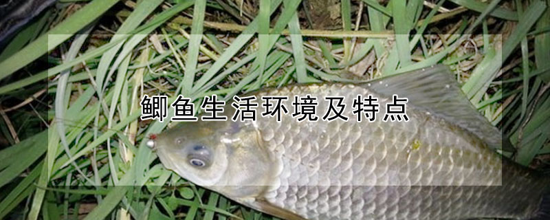 鯽魚生活環境及特點