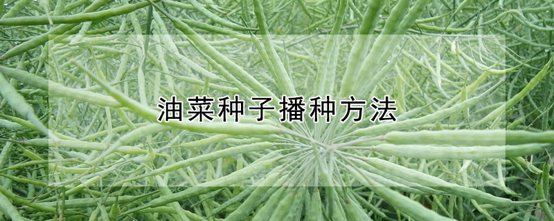 油菜種子播種方法