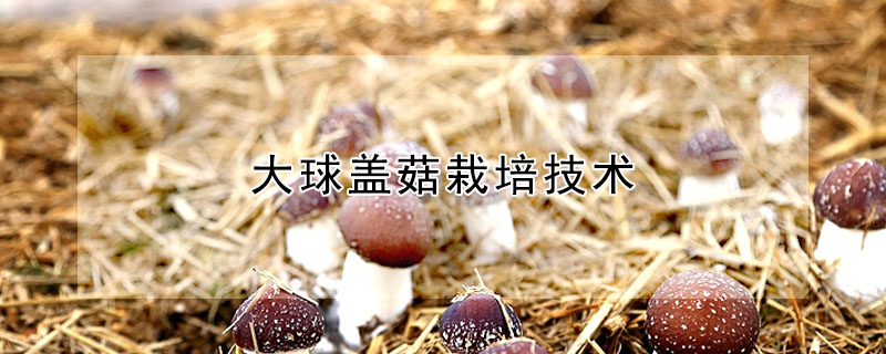 大球蓋菇栽培技術(shù)